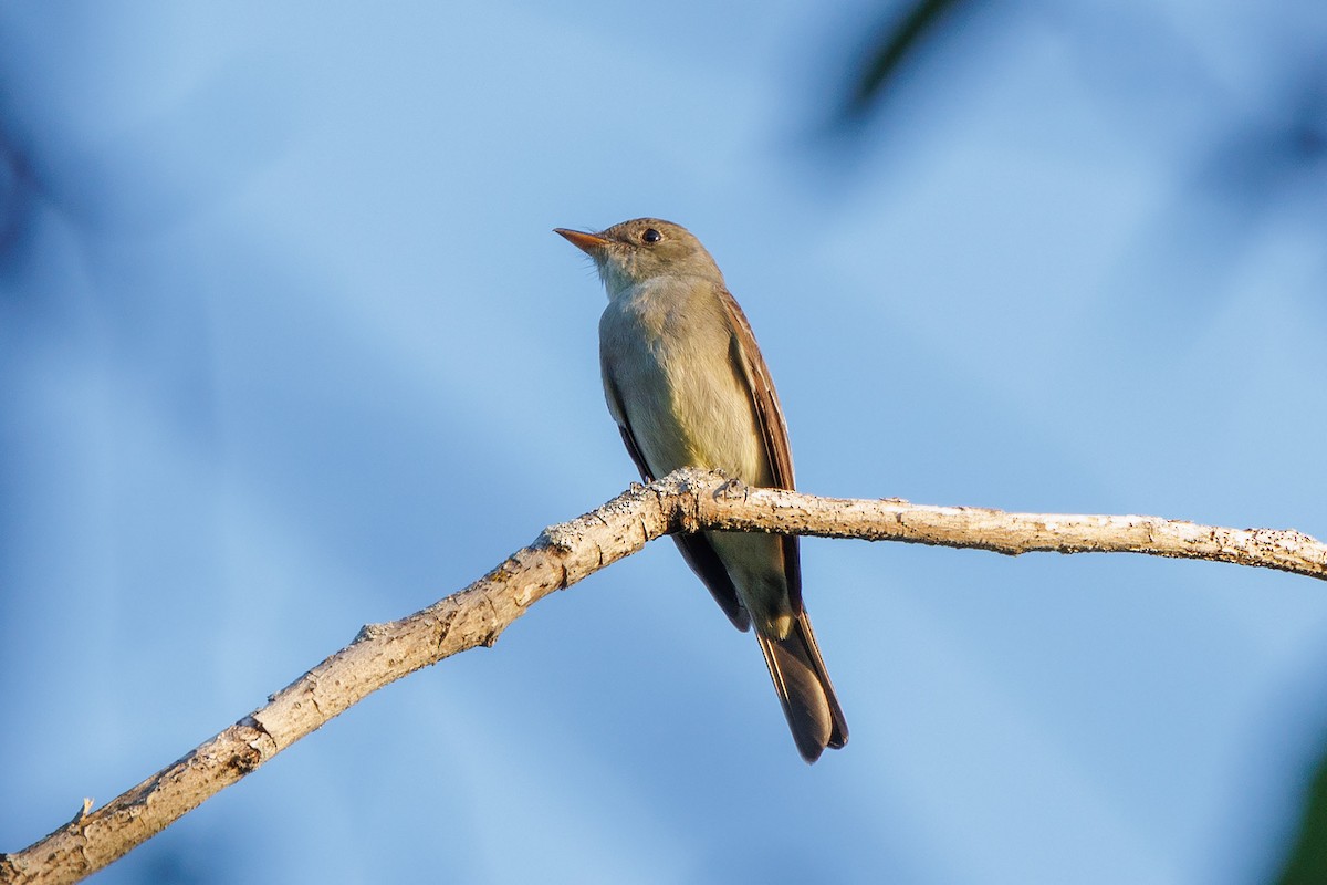 Eastern Wood-Pewee - Mike Cameron