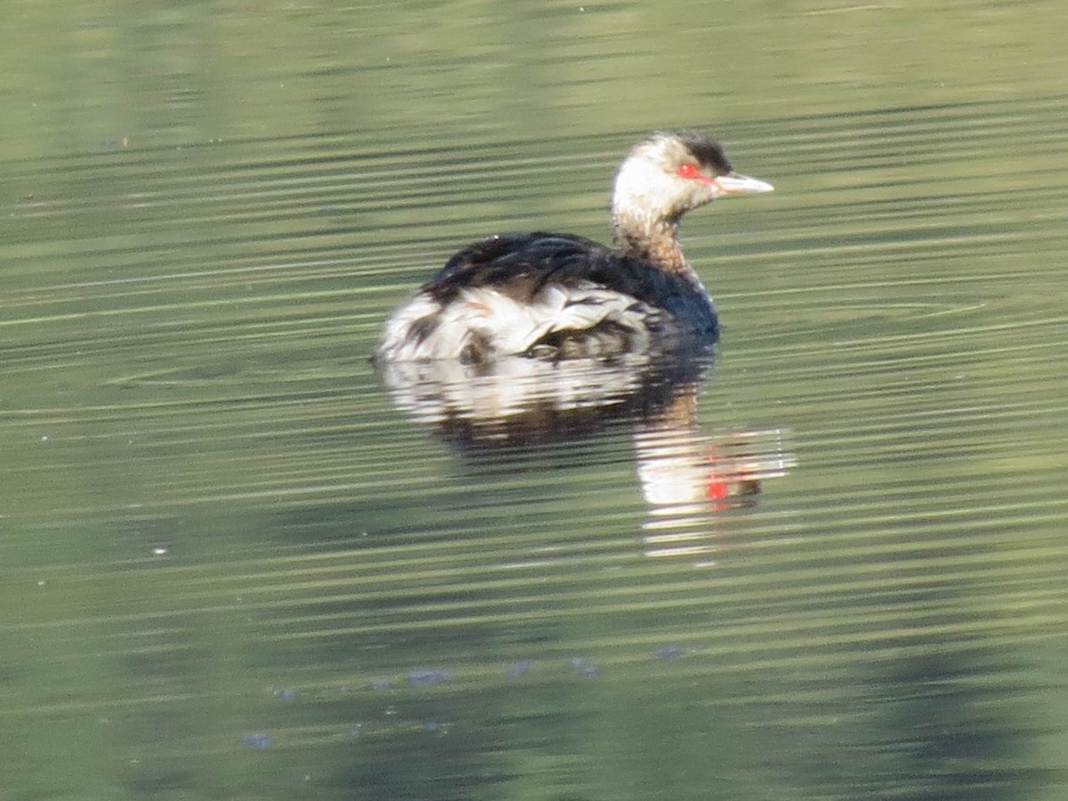 Horned Grebe - ML482226701