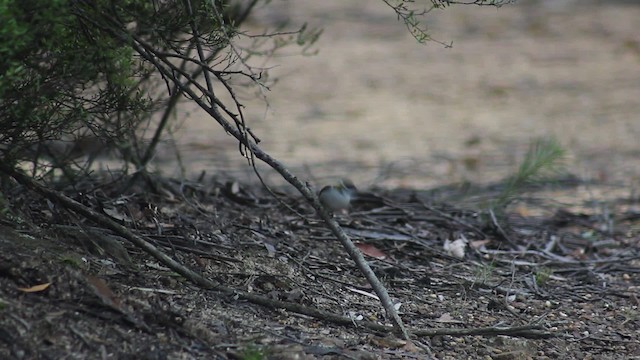 White-naped Honeyeater - ML482228