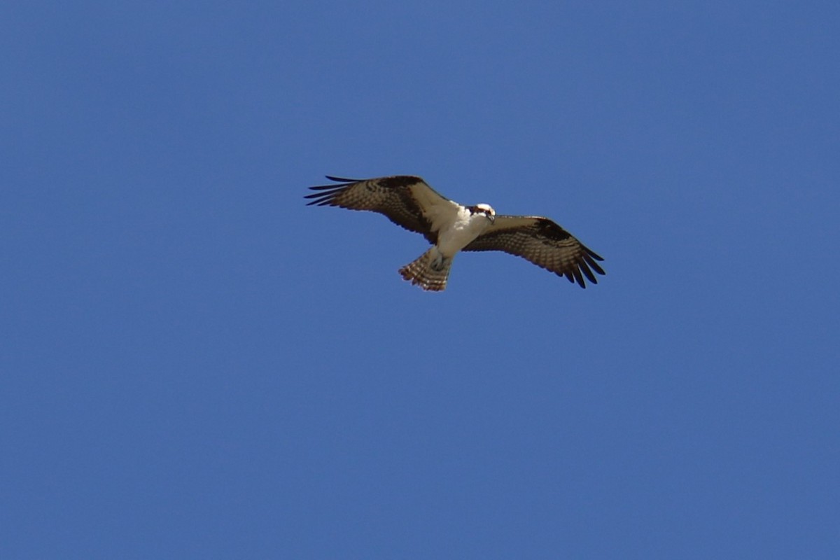 Balbuzard pêcheur - ML482228061