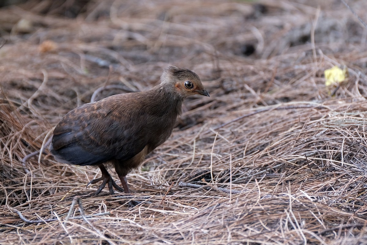 Philippine Megapode - Lim Ying Hien