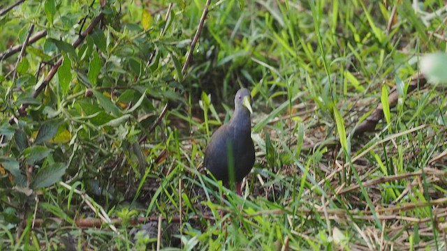 Blackish Rail - ML482231941