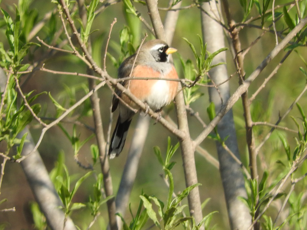 Many-colored Chaco Finch - Andres Alejandro  Caric