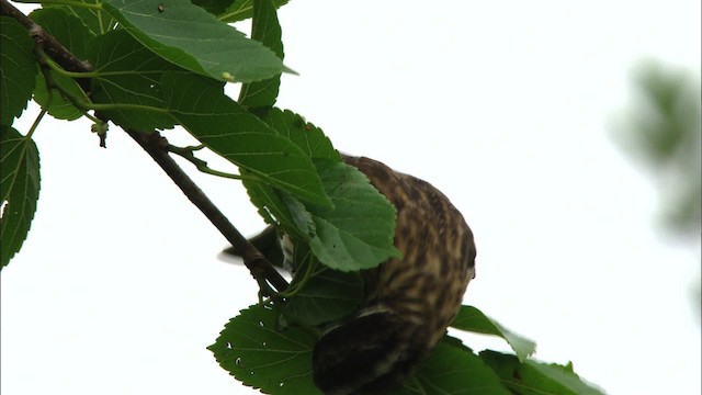 Rose-breasted Grosbeak - ML482233