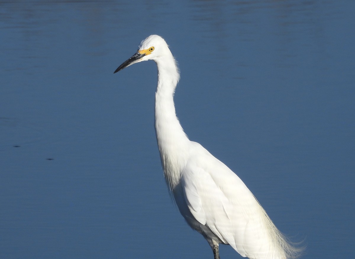 Snowy Egret - ML482234341