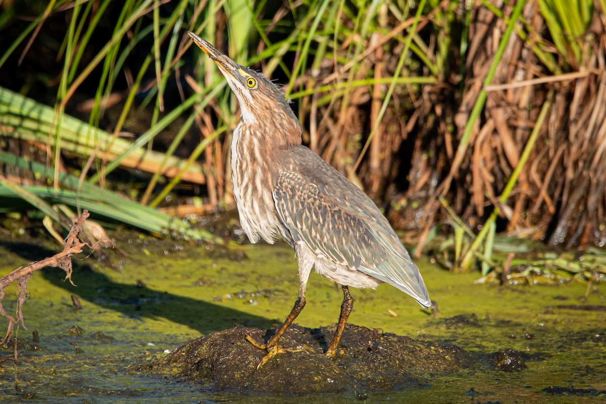 Green Heron - ML482234421