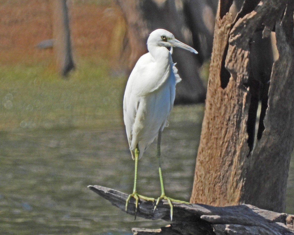 Little Blue Heron - Aubrey Merrill