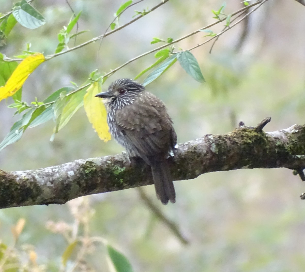 Black-streaked Puffbird - ML482236451