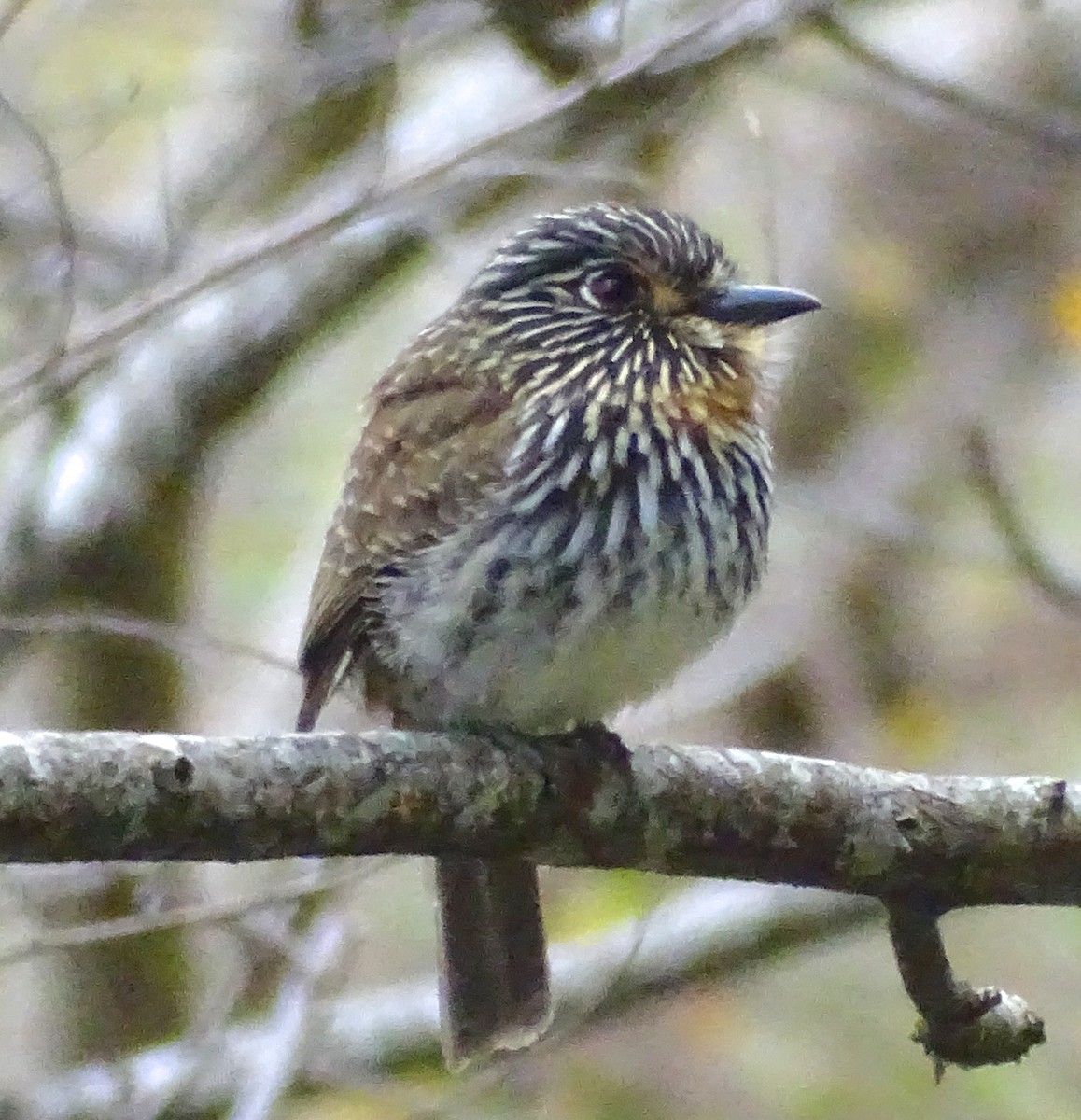 Black-streaked Puffbird - ML482236461