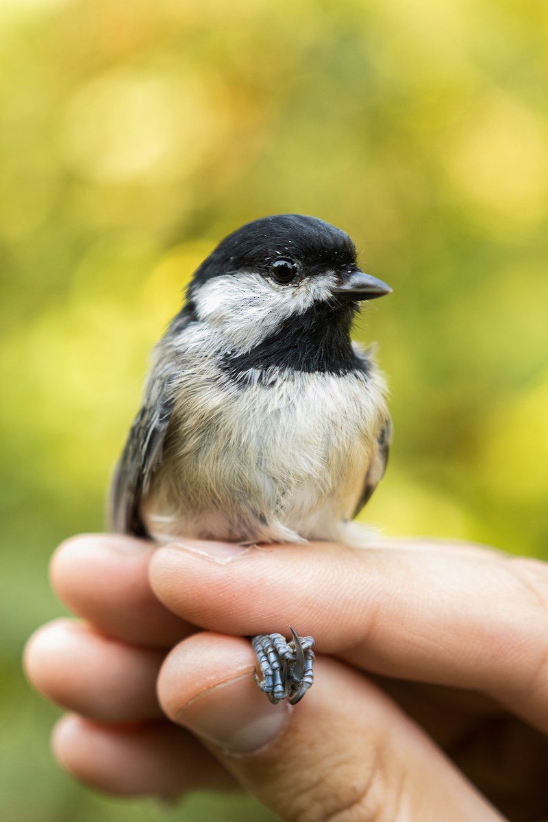 Carolina Chickadee - ML482237941