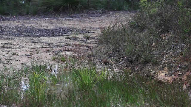 Yellow-faced Honeyeater - ML482239