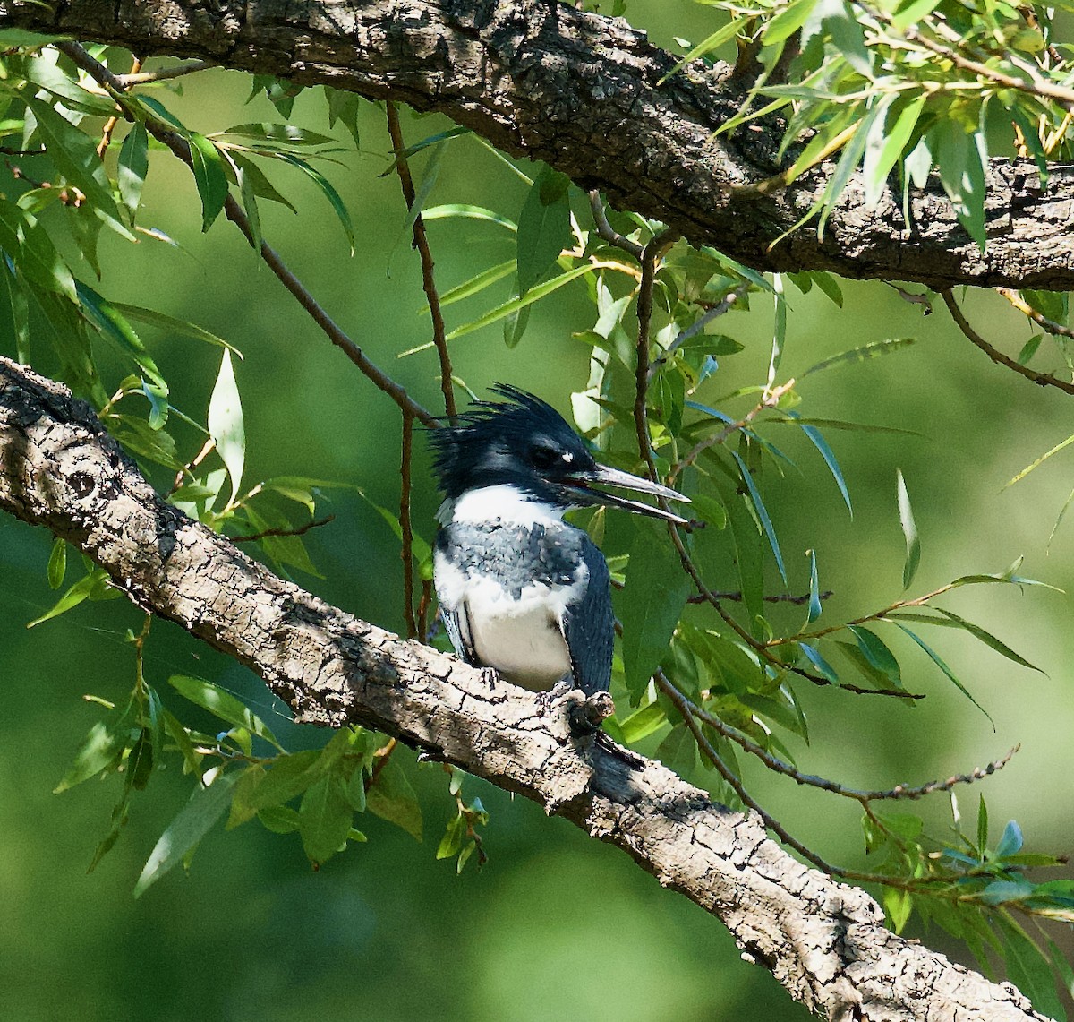 Belted Kingfisher - Anne Inga