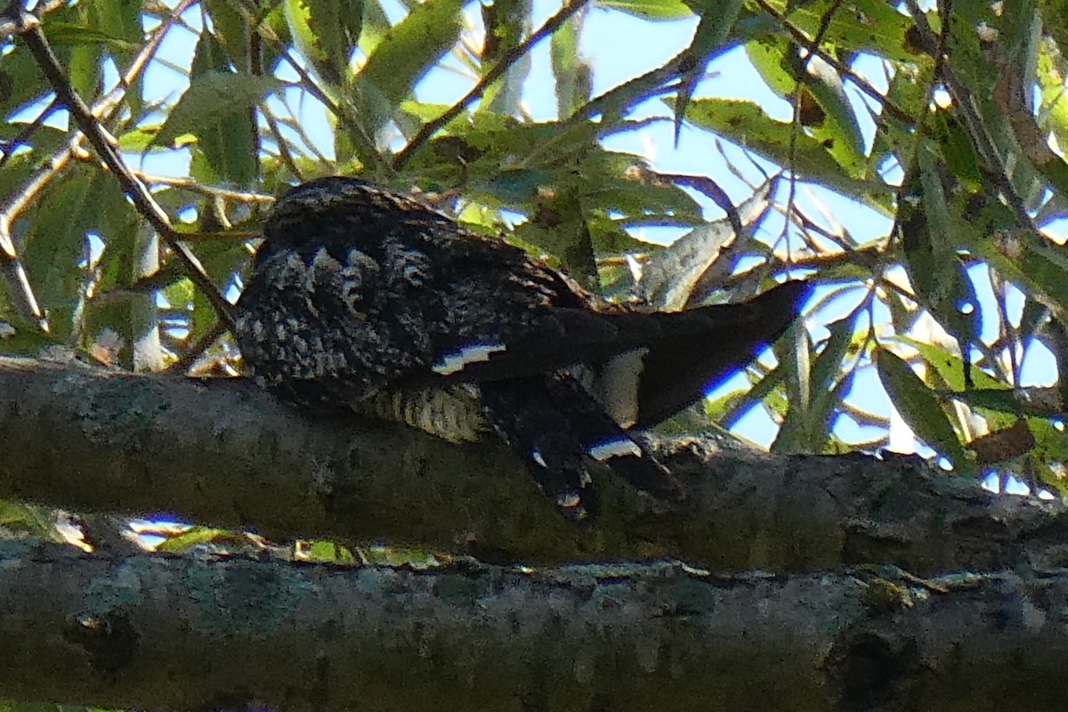 Common Nighthawk - K K