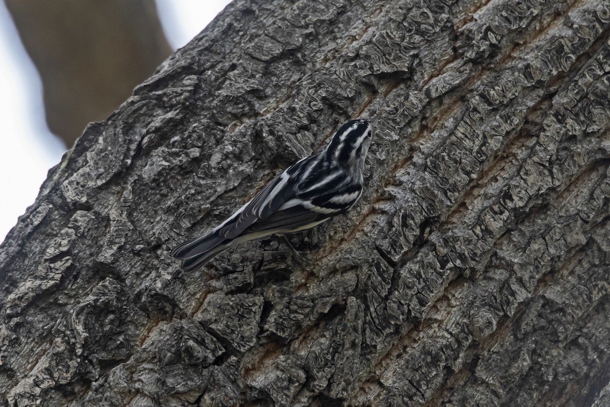 Black-and-white Warbler - ML482240841