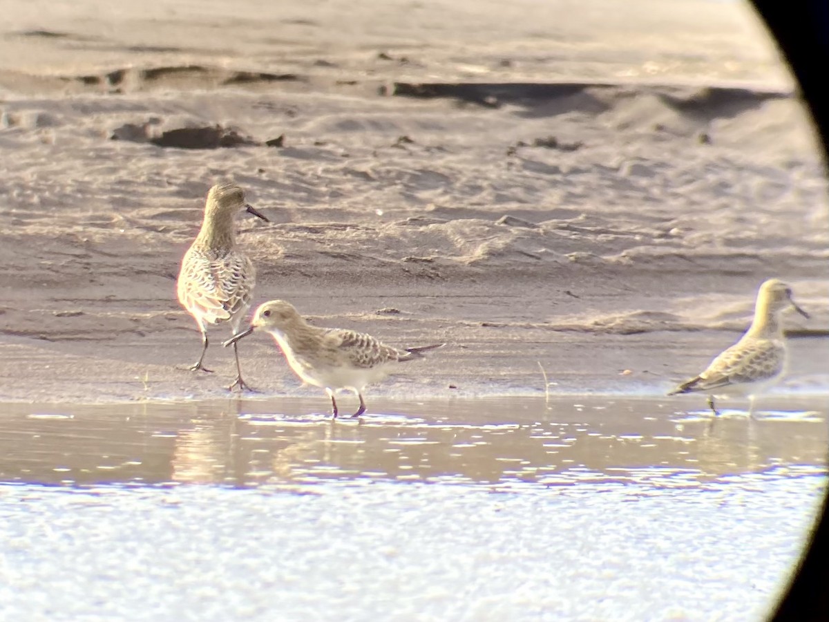 Baird's Sandpiper - Samuel Holman