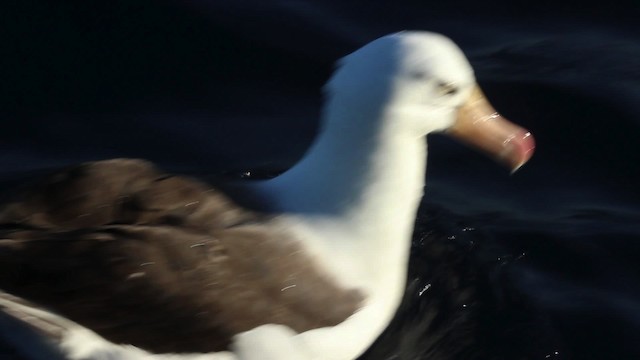 albatros černobrvý - ML482241