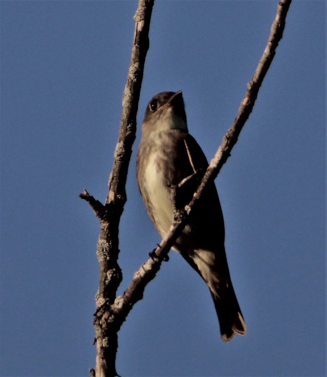 Olive-sided Flycatcher - NE Ohio Duck Tracker - JUDY   ( ')>