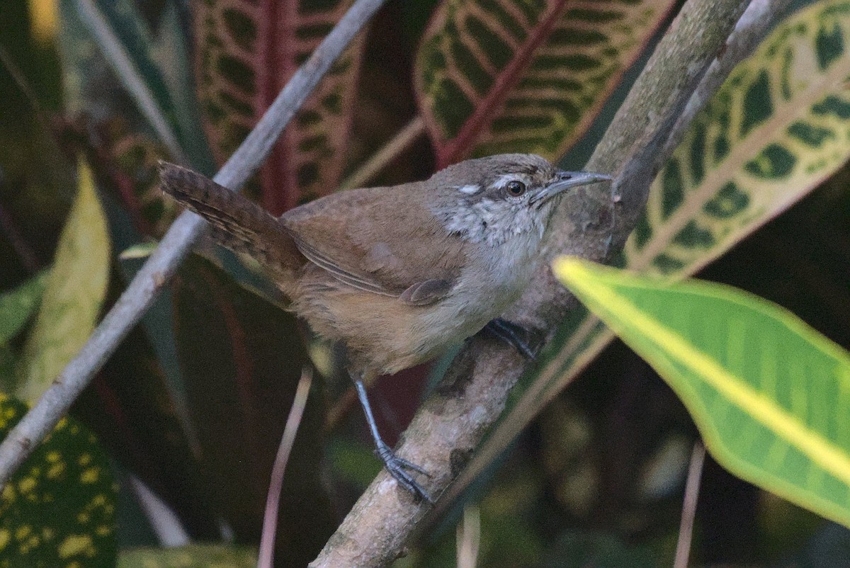 Cabanis's Wren - ML482243401