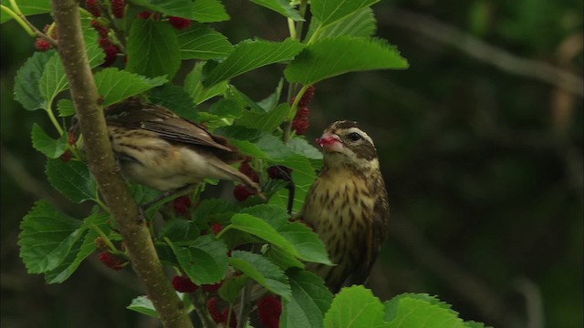 Rose-breasted Grosbeak - ML482244