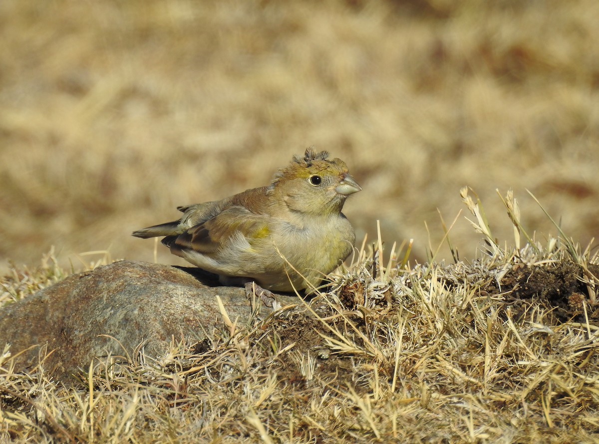 Patagonian Yellow-Finch - ML482244521