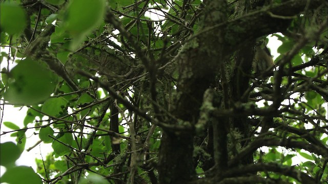 Bay-breasted Warbler - ML482245