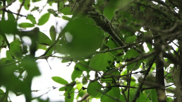 Bay-breasted Warbler - ML482246