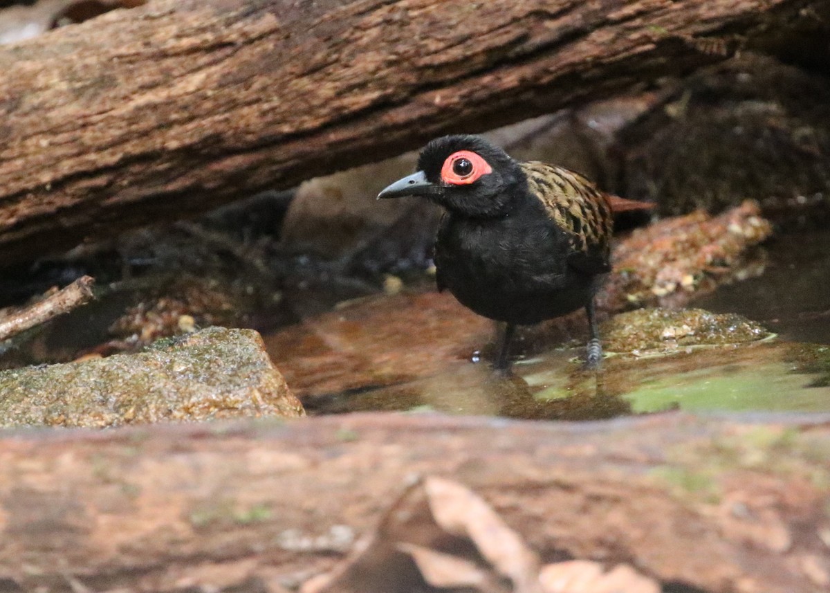 Black-spotted Bare-eye - Dean LaTray