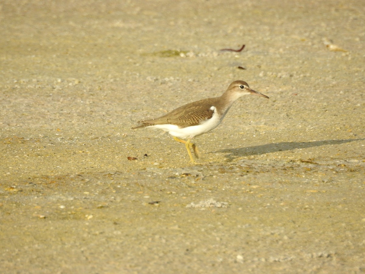 Spotted Sandpiper - Daniel Buccelli