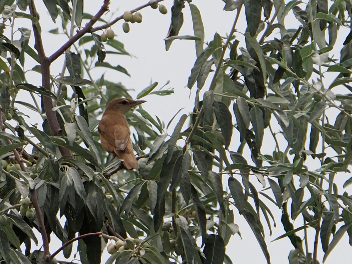 Cannareccione - ML482247491