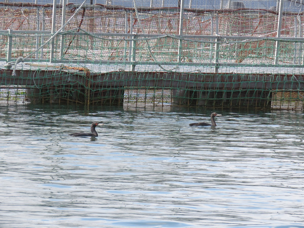 Guanay Cormorant - ML482248061