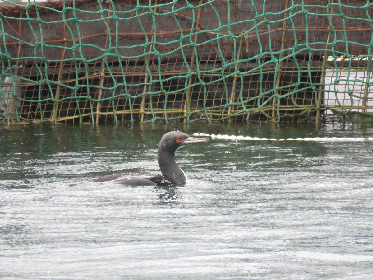 Guanay Cormorant - ML482248091