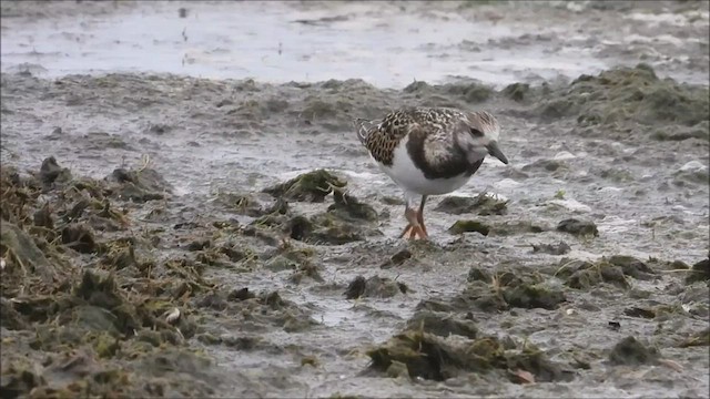 Ruddy Turnstone - ML482248461