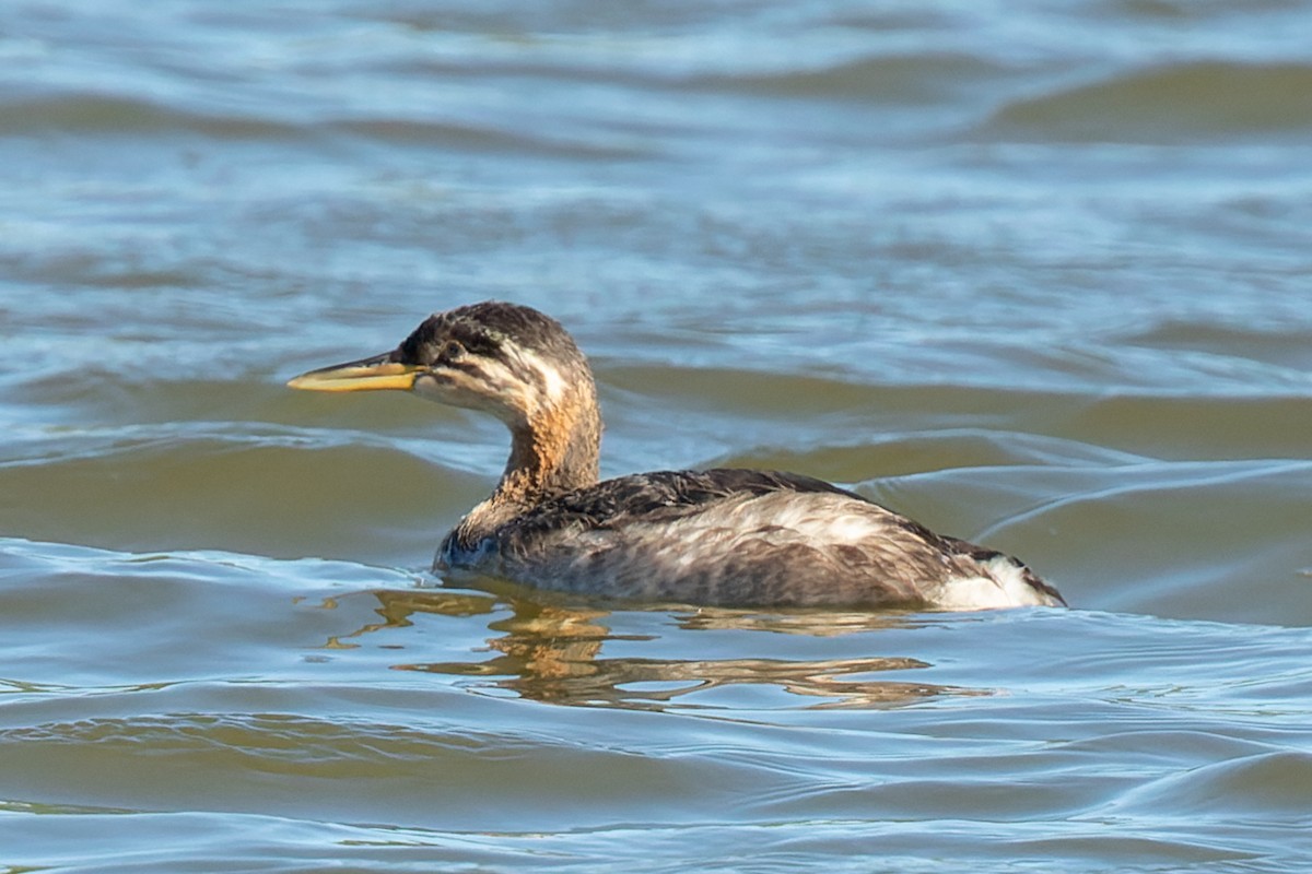 Red-necked Grebe - ML482249081