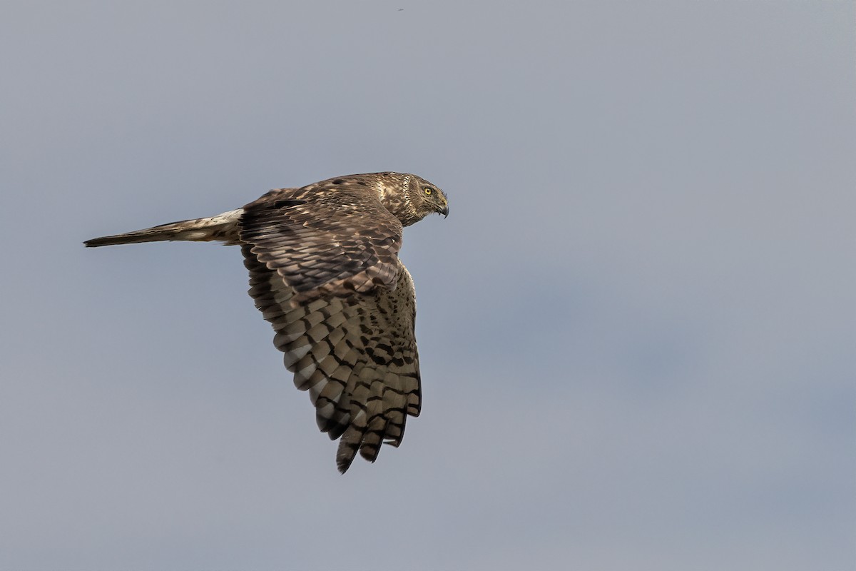 Northern Harrier - Bob Bowhay