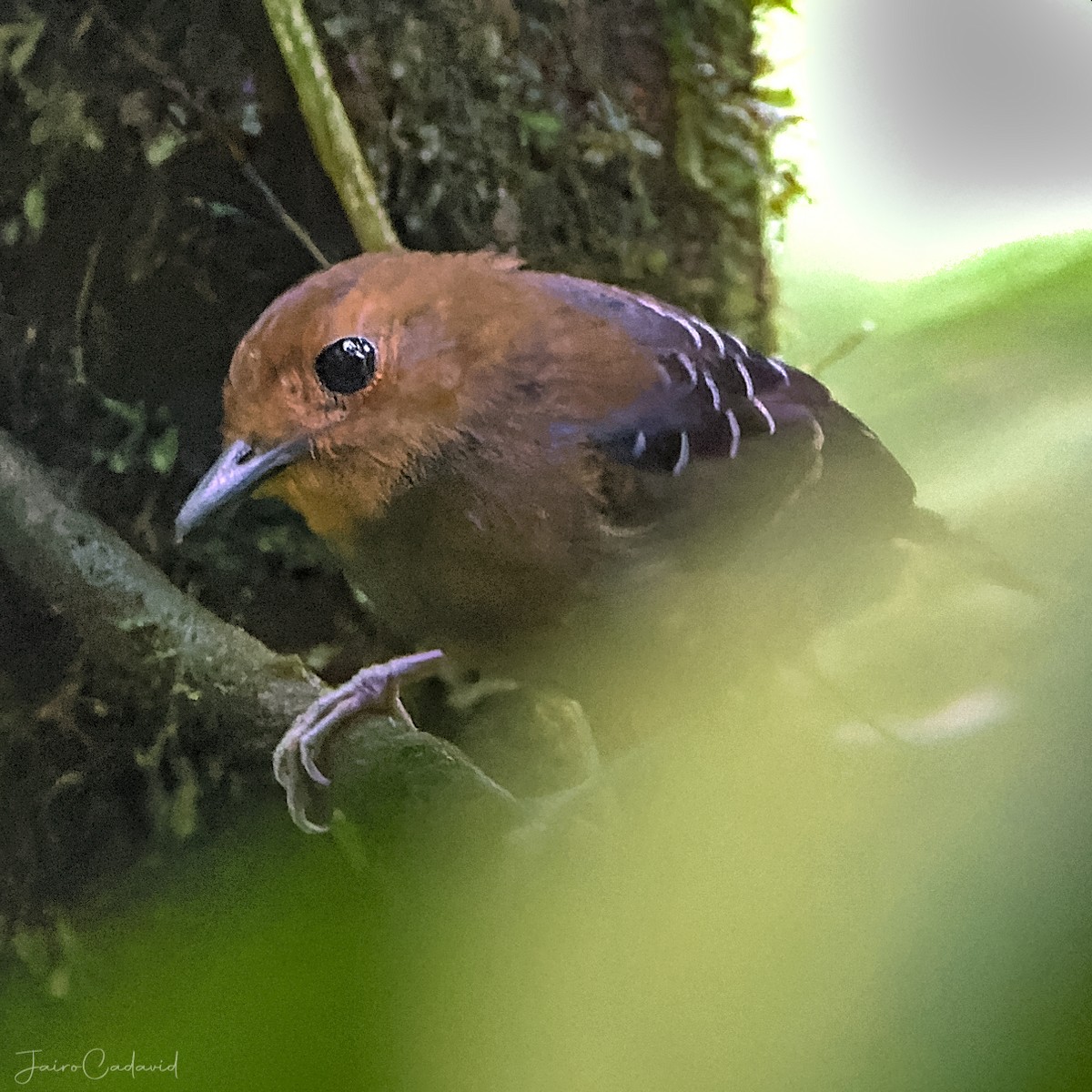 Common Scale-backed Antbird - ML482250481