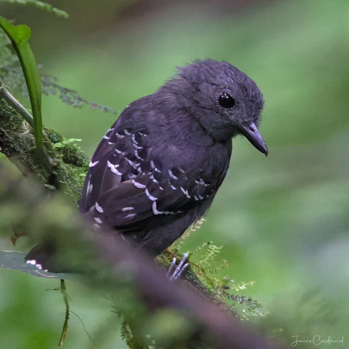 Common Scale-backed Antbird - ML482250491