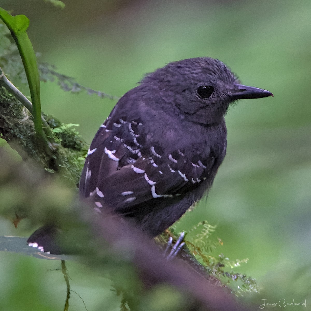 Common Scale-backed Antbird - ML482250501