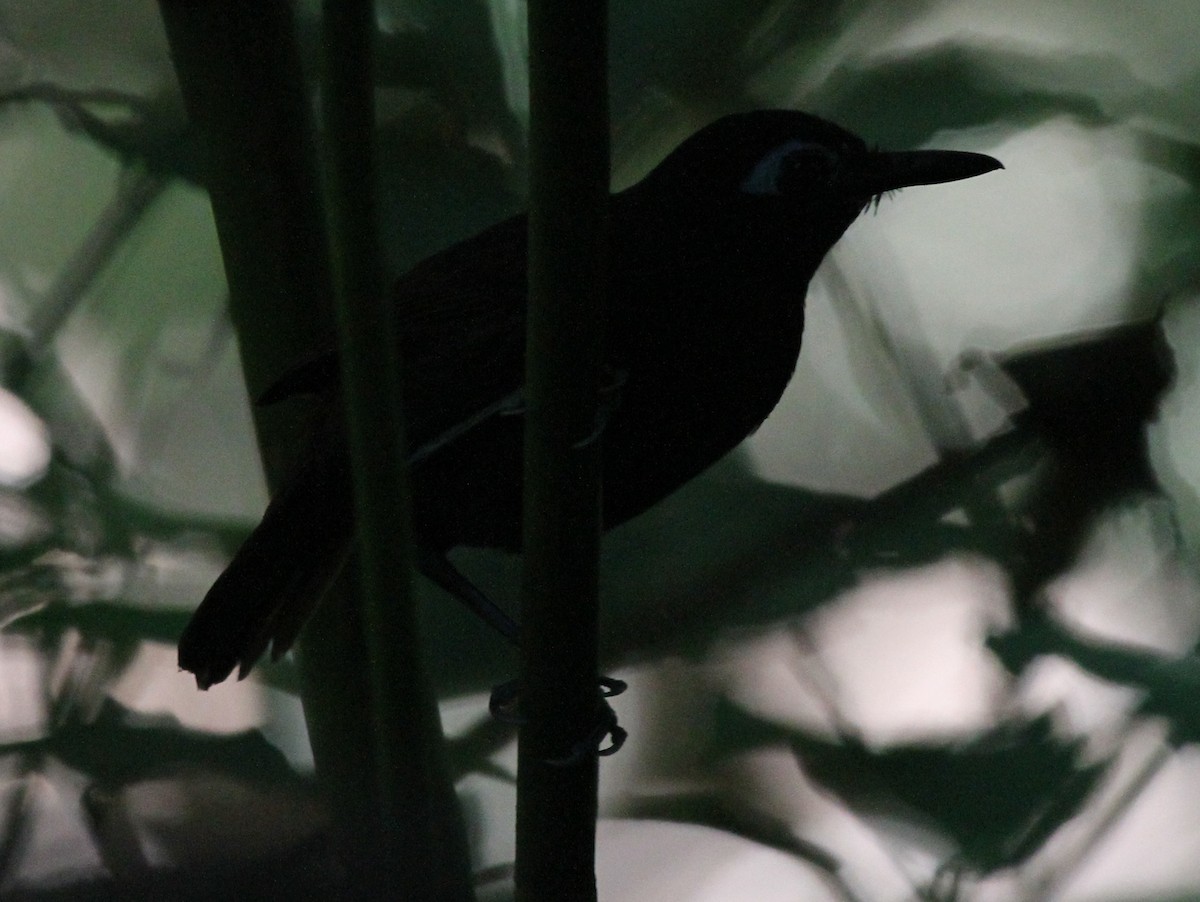 Chestnut-backed Antbird - ML48225081