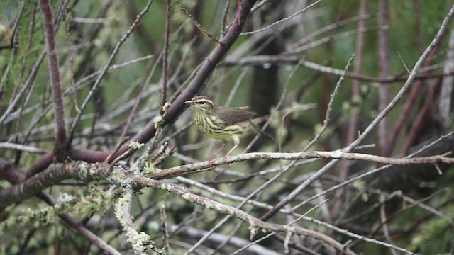 Northern Waterthrush - ML482250981