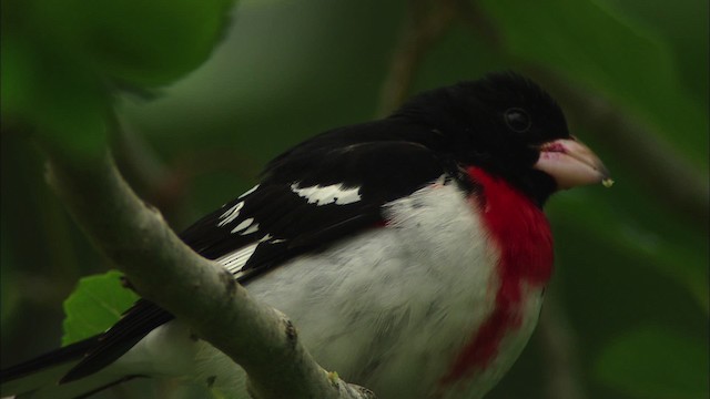 Rose-breasted Grosbeak - ML482251