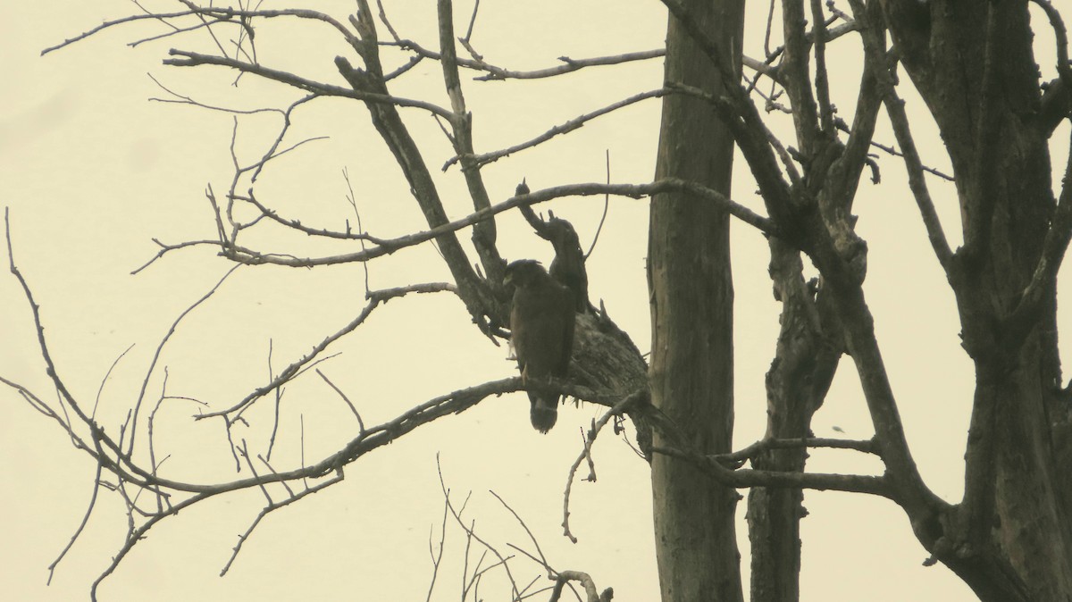 Crested Serpent-Eagle - ML482251111