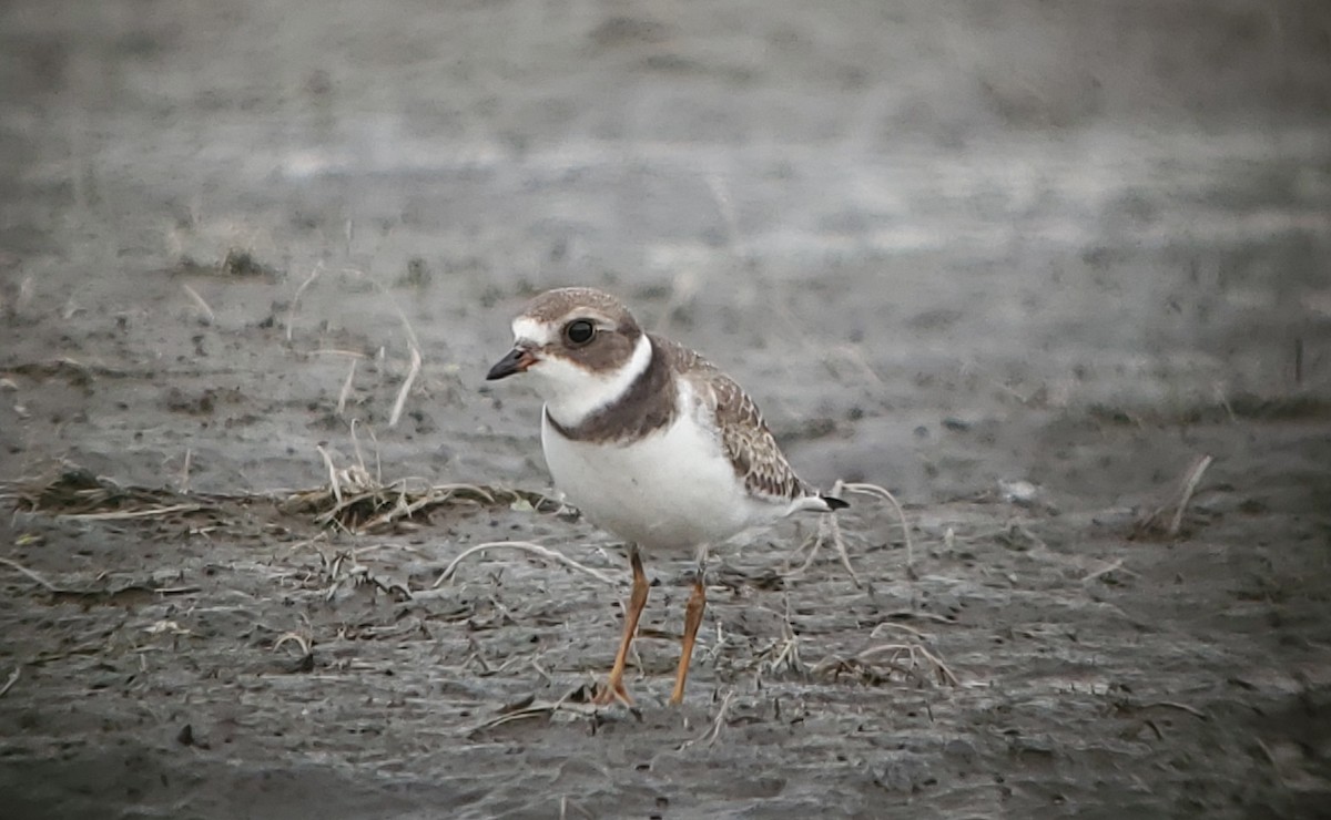 Semipalmated Plover - ML482251171