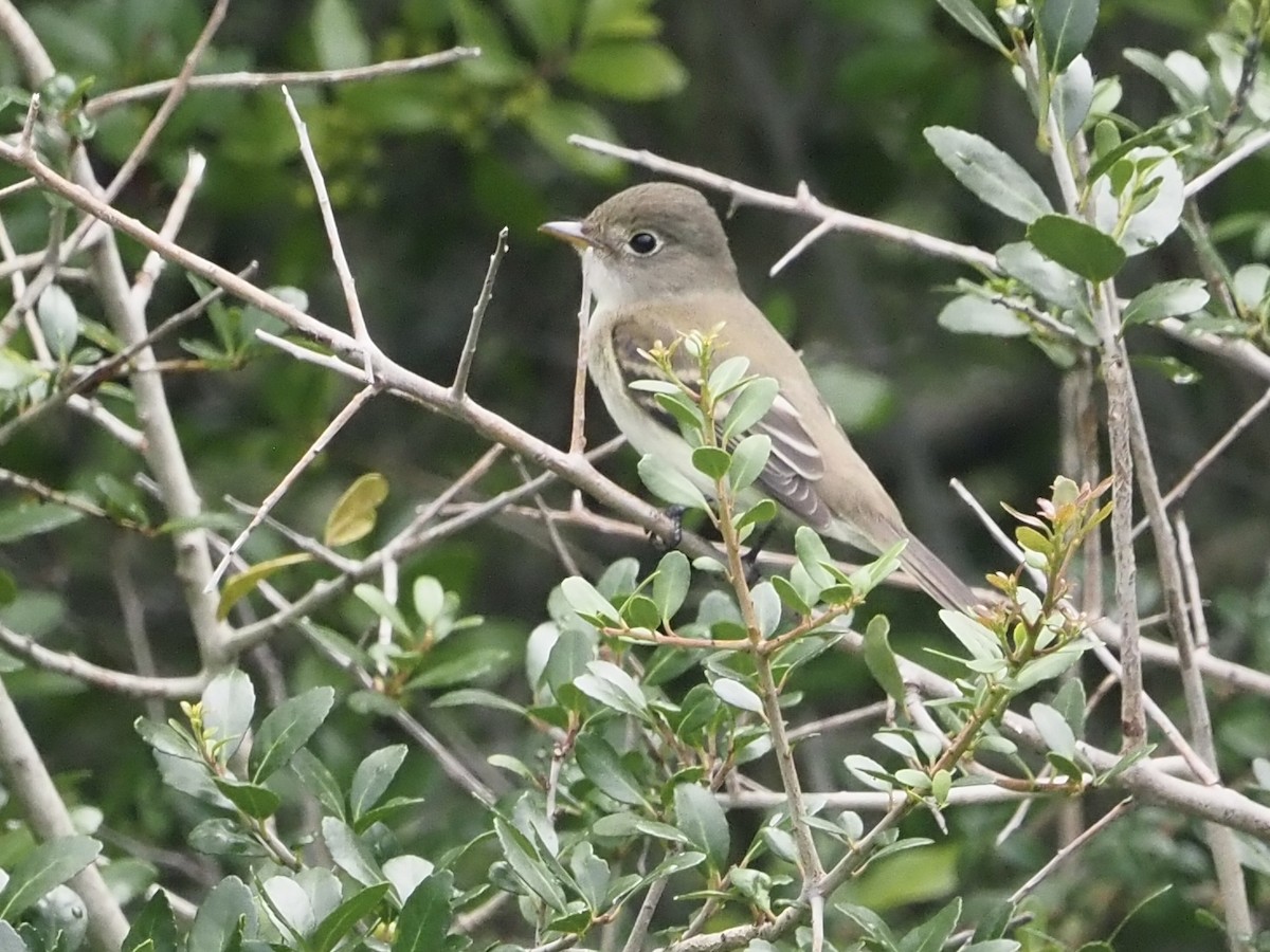 Alder Flycatcher - ML482251451