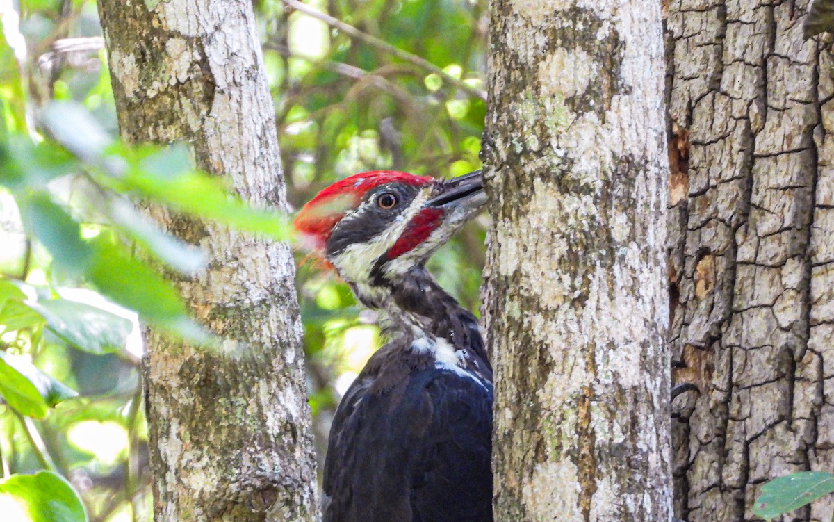 Pileated Woodpecker - ML482257541