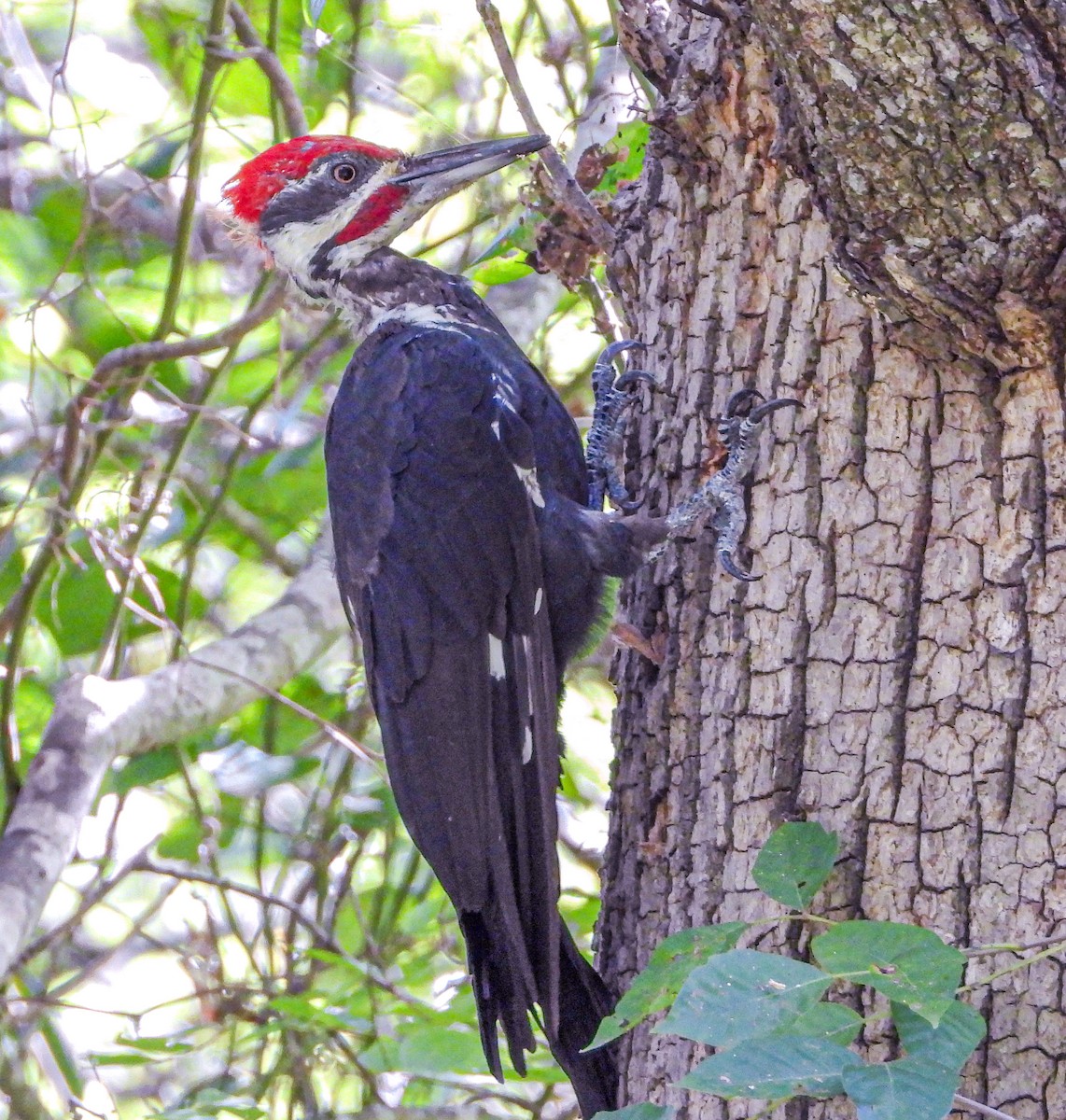 Pileated Woodpecker - Andrew Hamlett