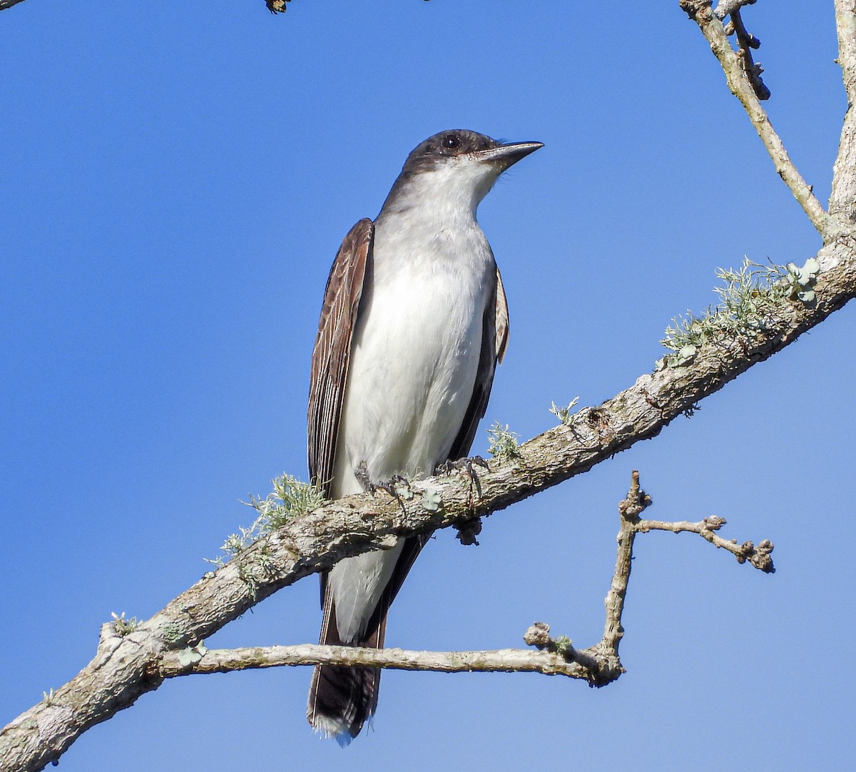 Eastern Kingbird - ML482257581