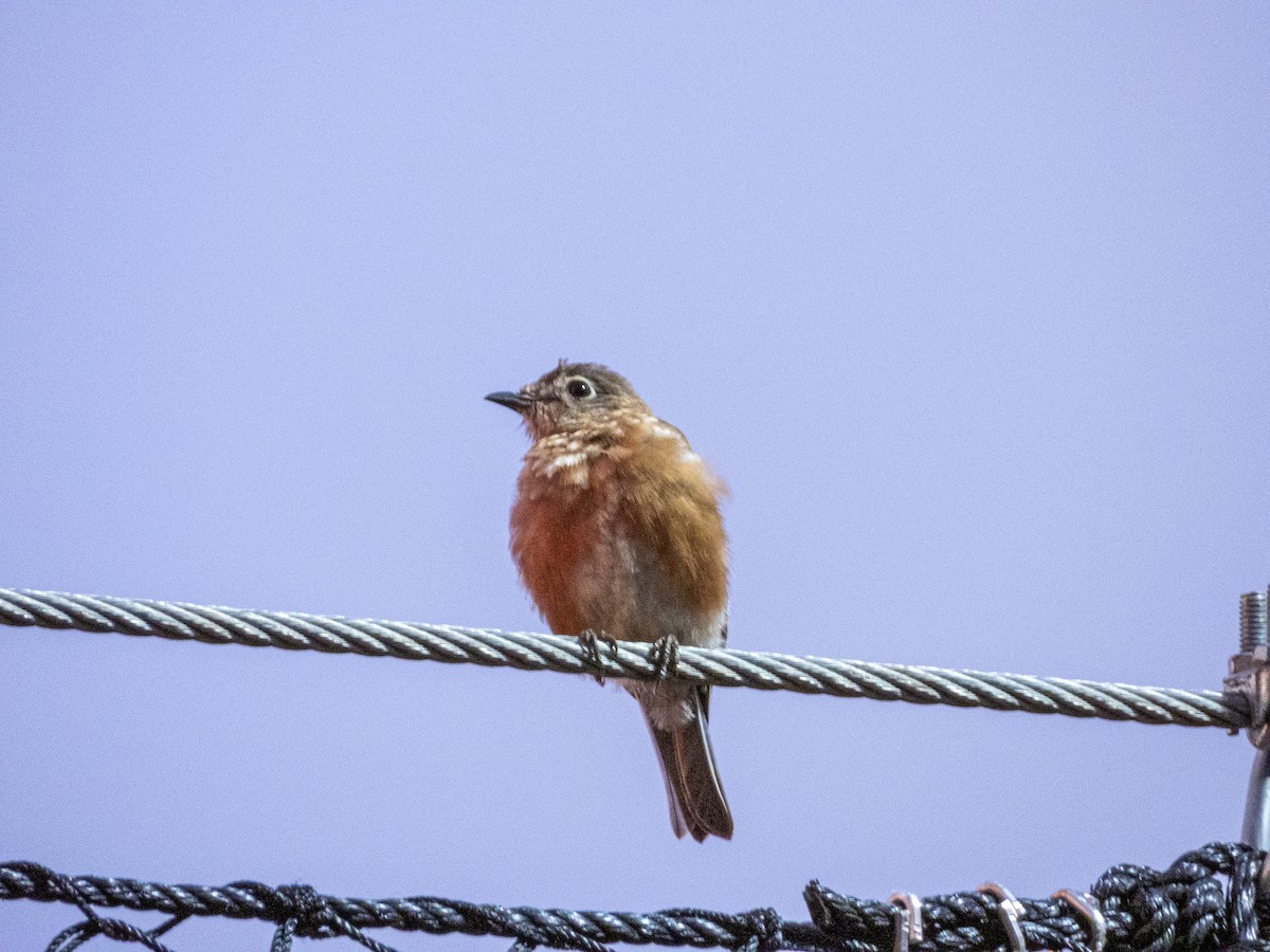 Eastern Bluebird - ML482257611