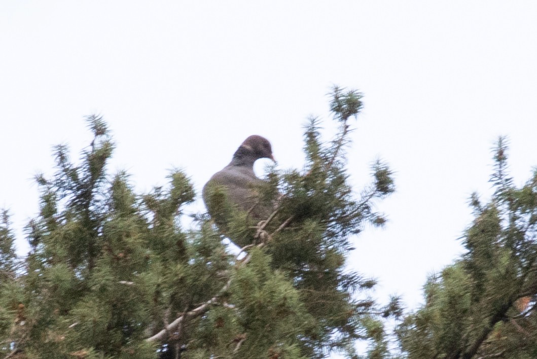 Band-tailed Pigeon - ML482259951