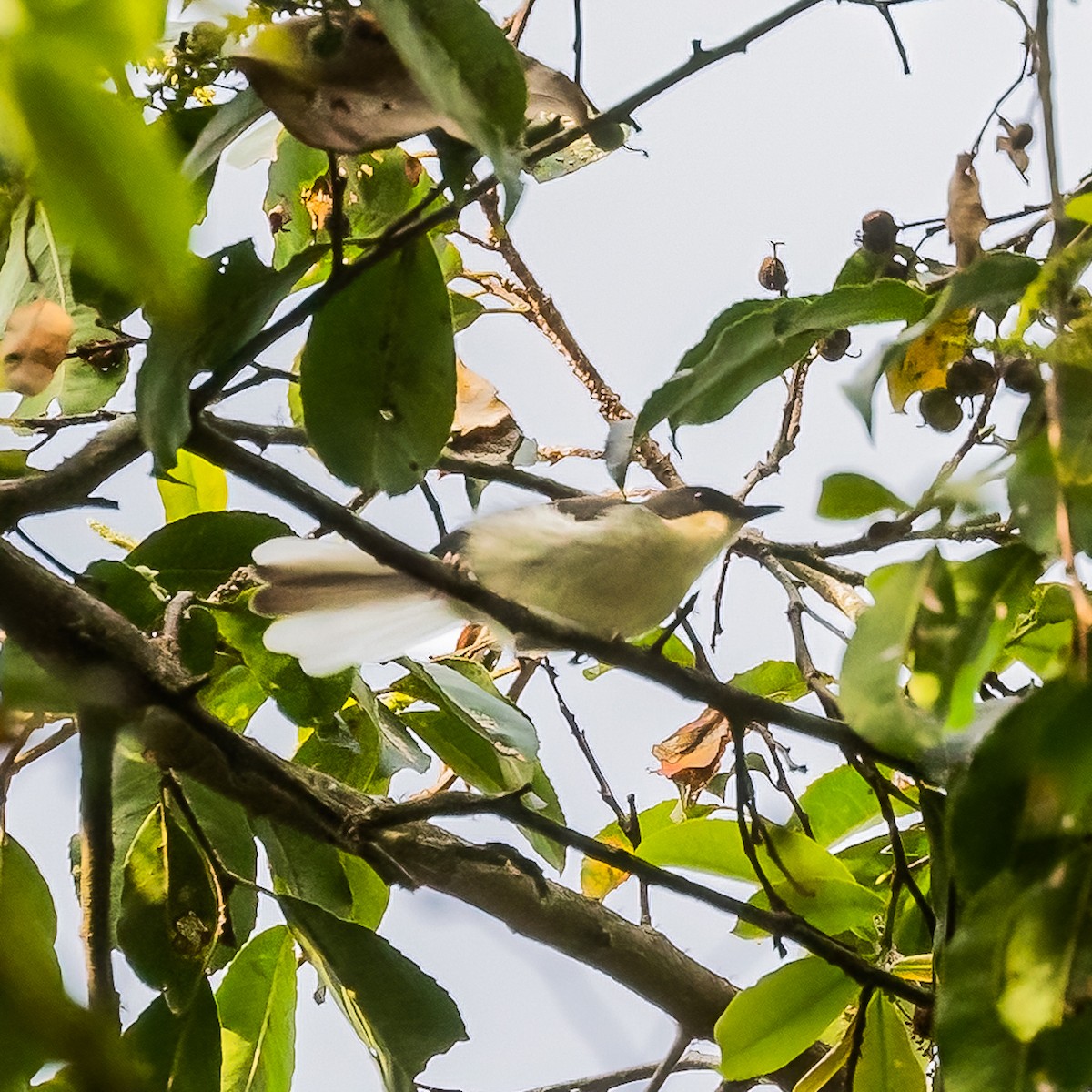 Gray Apalis - ML482260011