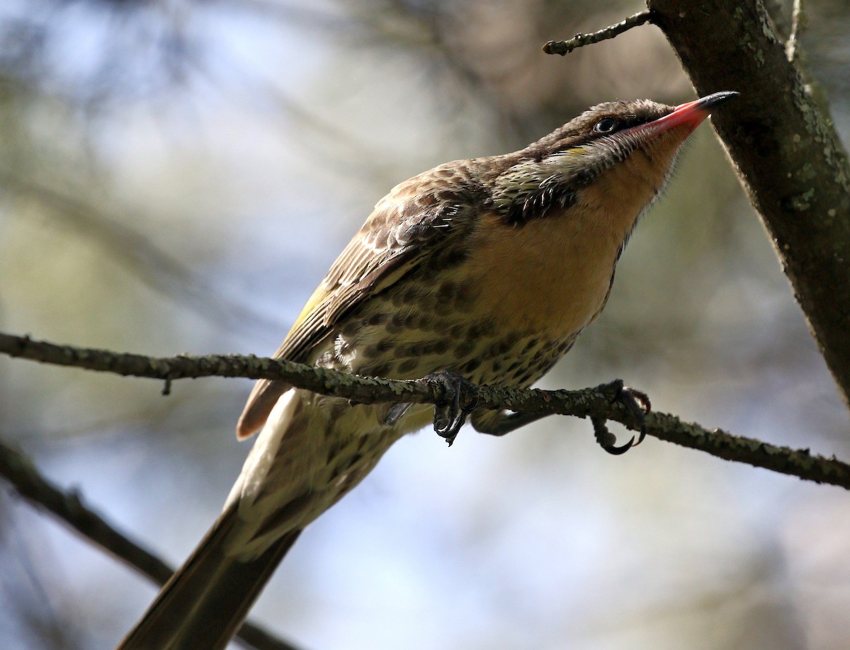 Spiny-cheeked Honeyeater - ML482260901